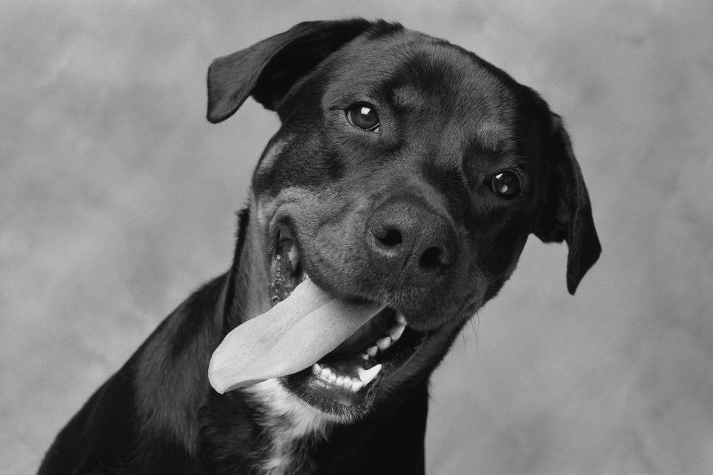 Detail of Dog with Tongue Hanging out by Corbis