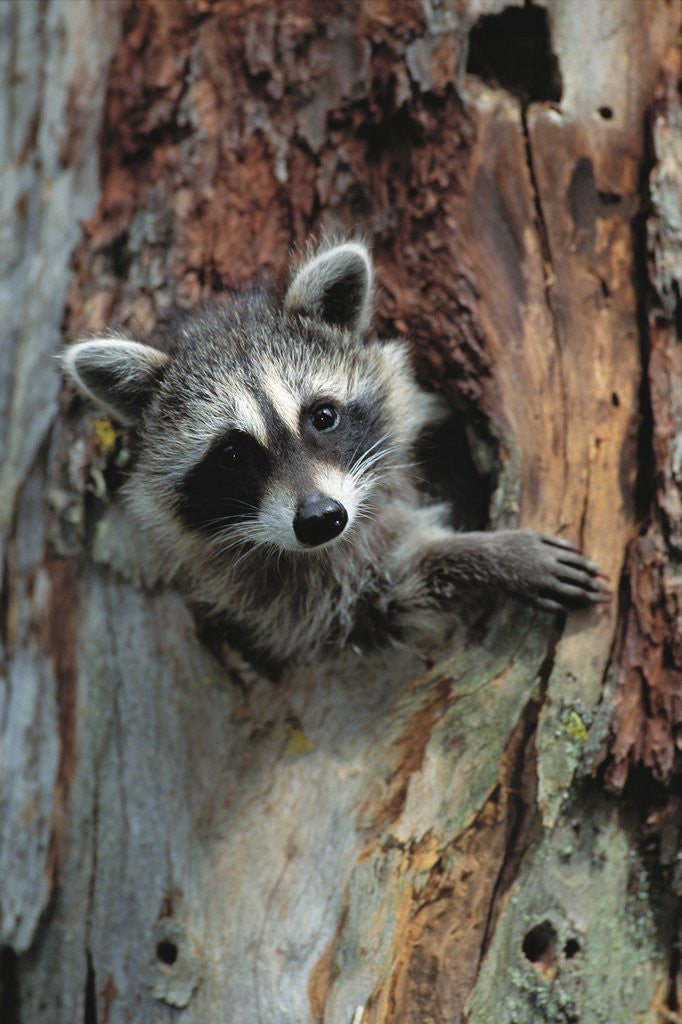 Detail of Raccoon Inside Hollow Log by Corbis