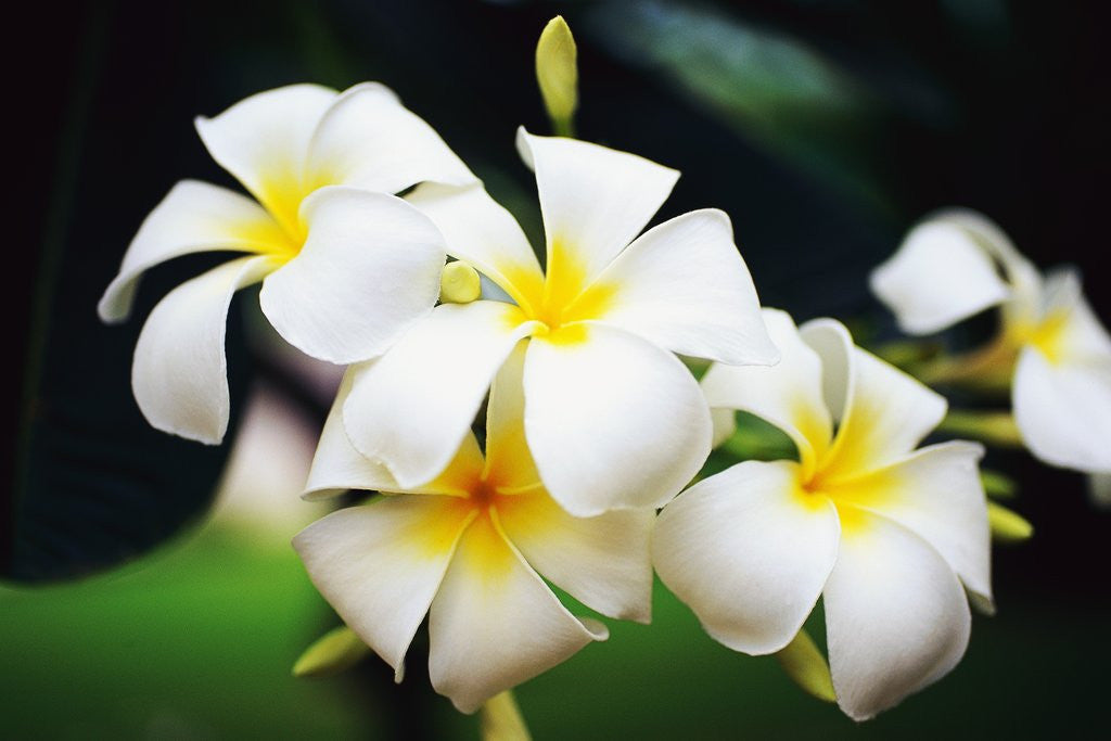 Detail of Frangipani Flowers by Corbis