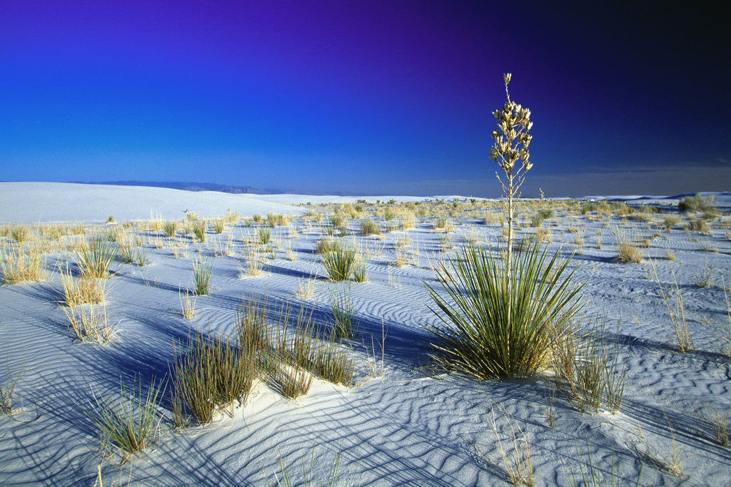 Detail of Desert Plants Growing in White Sand by Corbis