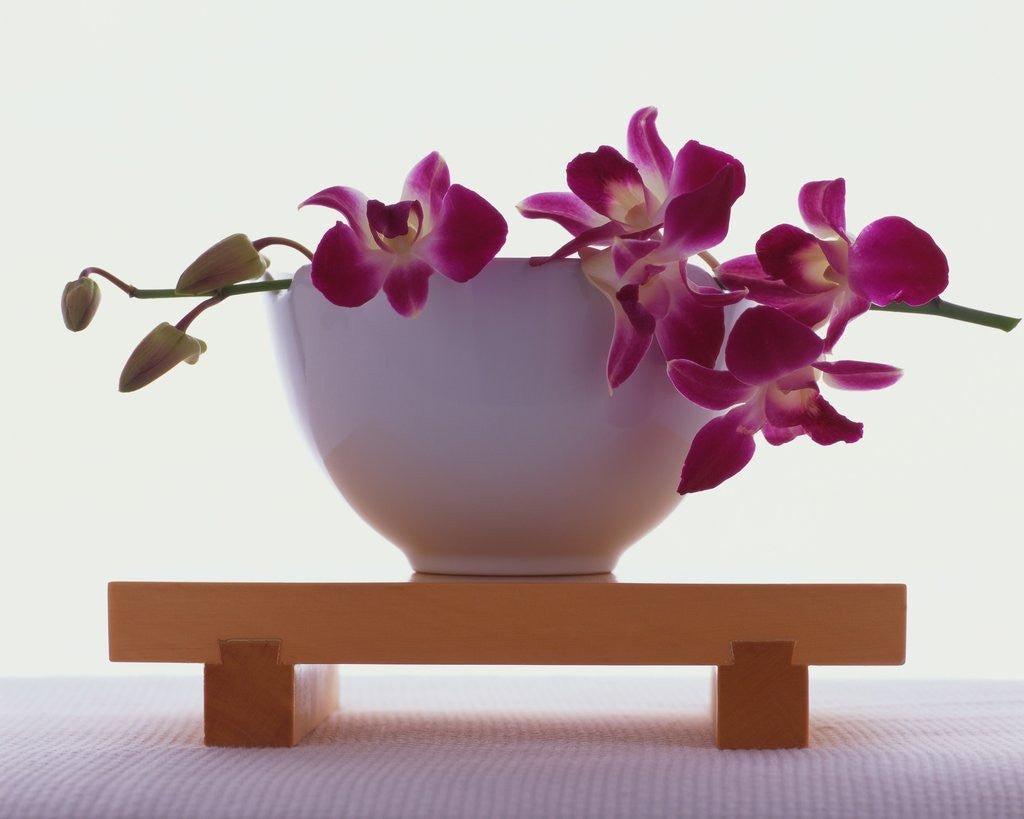 Detail of Magenta Orchids in White Bowl by Corbis