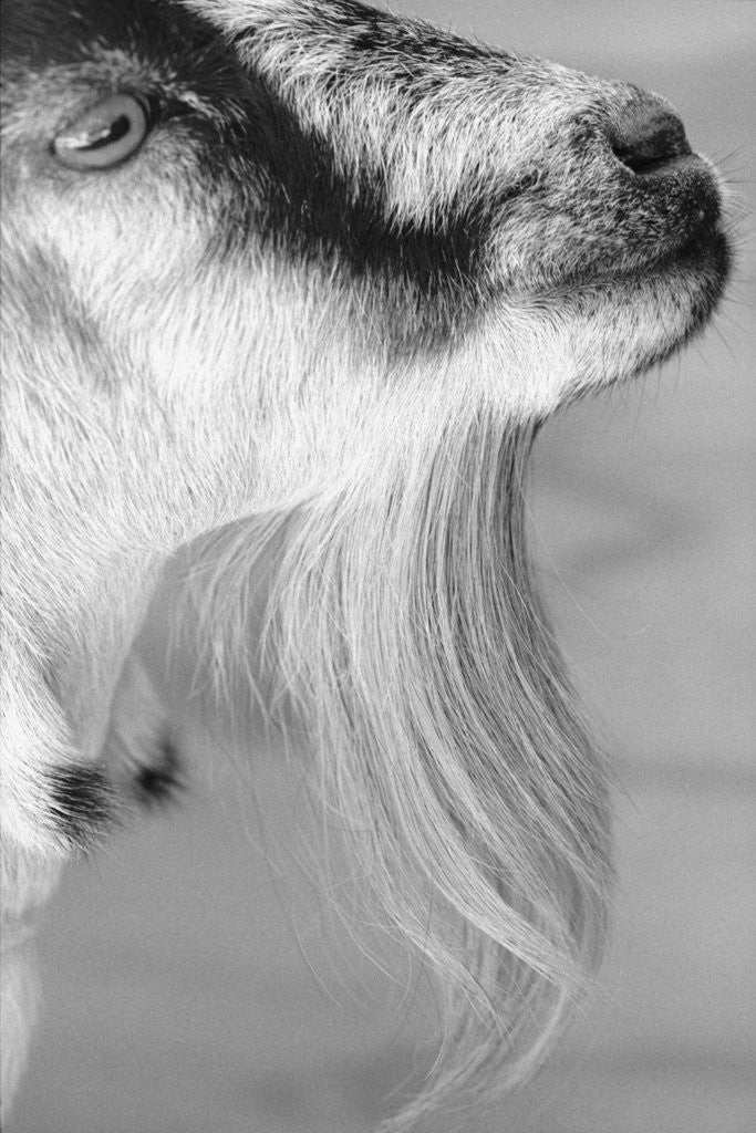 Detail of Goat with Long Hair on Chin by Corbis