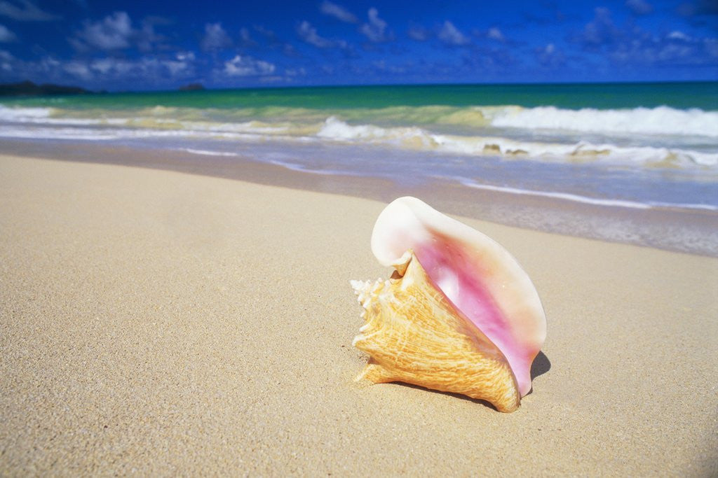 Detail of Conch Shell on Beach by Corbis