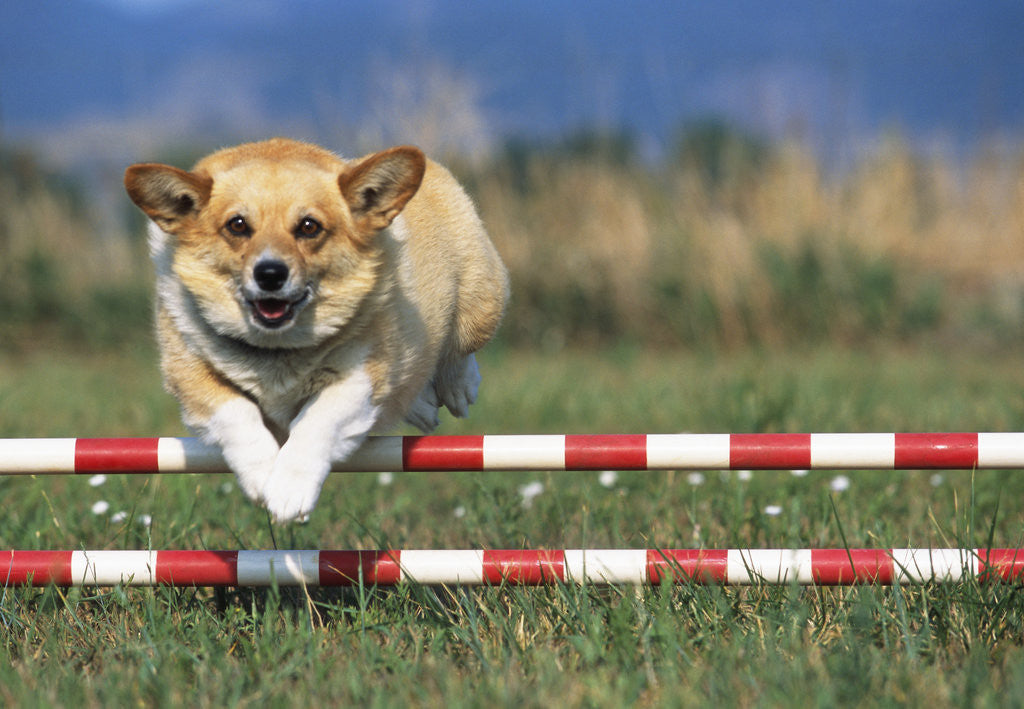 Detail of Corgi Jumping over Obstacle at Dog Agility Competition by Corbis