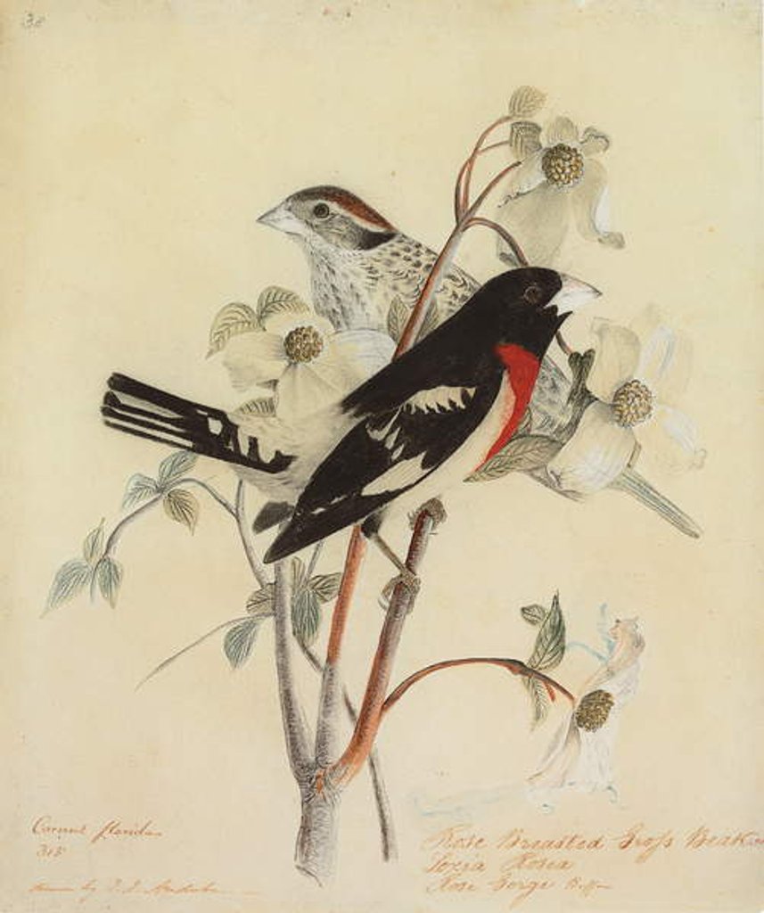 Detail of Rose-Breasted Grosbeak, 1938 by John James Audubon