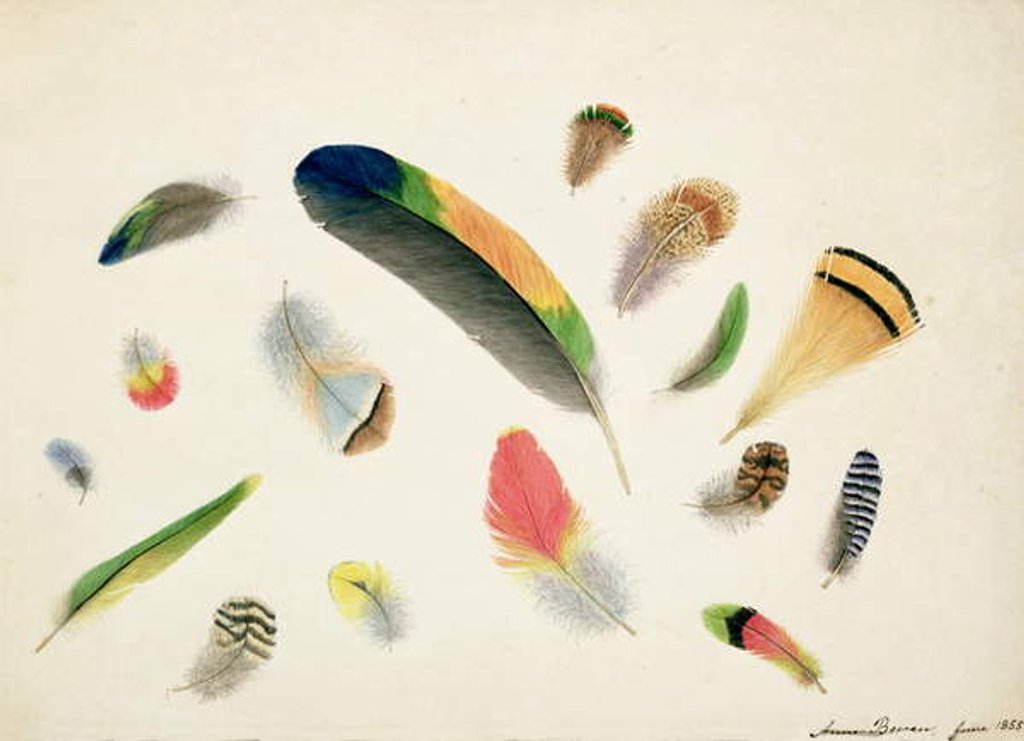 Detail of Studies of Feathers, 1855 by Anne Bowen