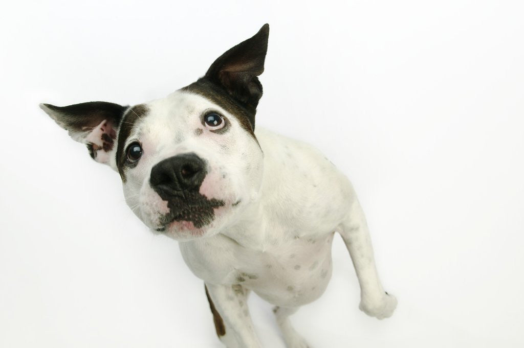 Detail of Pit Bull Looking Up by Corbis