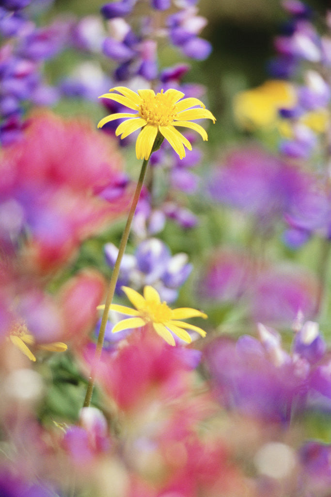 Detail of Yellow Daisies Among Flowers by Corbis