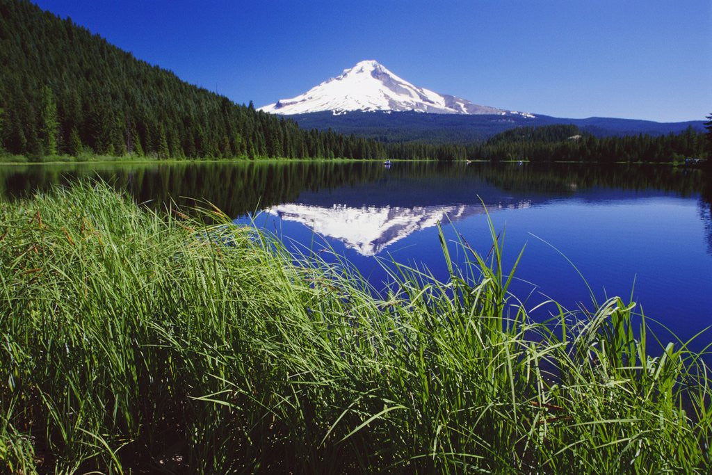 Detail of Lakeside Grass and Mt. Hood by Corbis