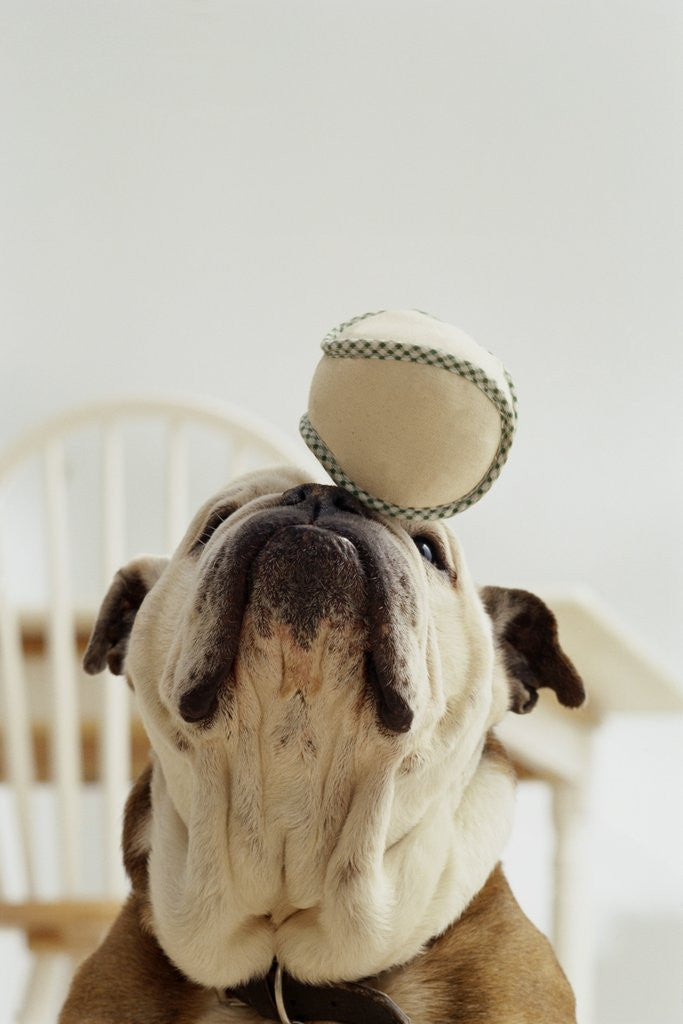 Detail of Bulldog Balancing Ball on Nose by Corbis