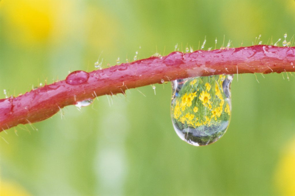 Detail of Flowers Reflected in Dew Drop by Corbis