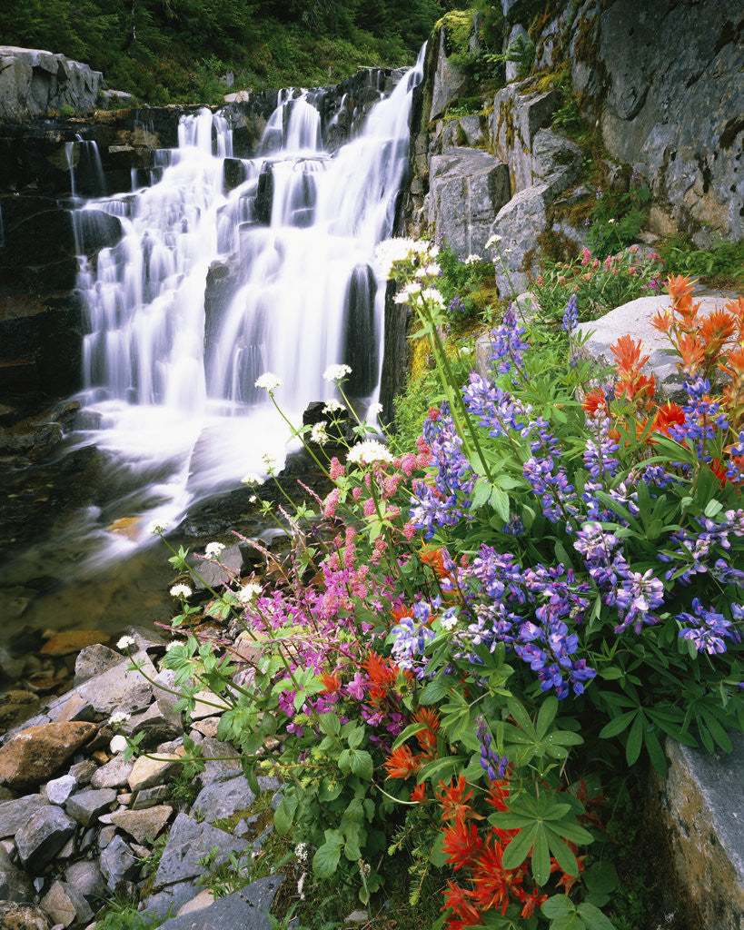 Detail of Wildflowers in Bloom by Waterfall by Corbis