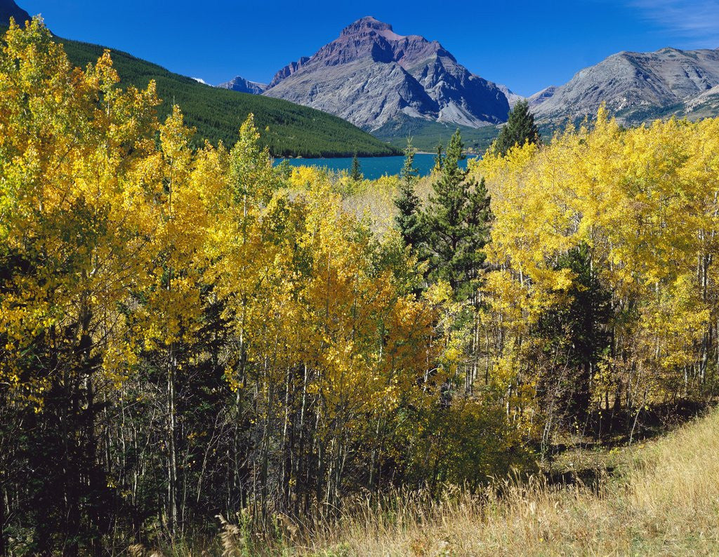 Detail of Autumn Trees in Glacier National Park by Corbis