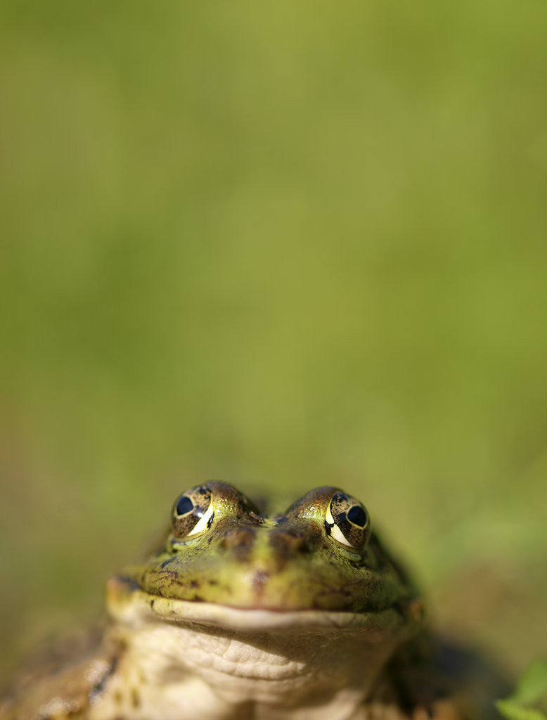 Detail of pelophylax by Wolfgang Simlinger