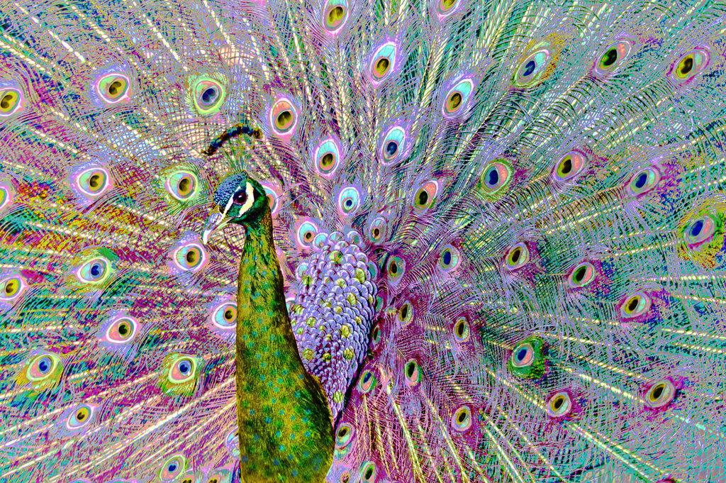 Detail of Psychedelic Peacock by Dee Smart