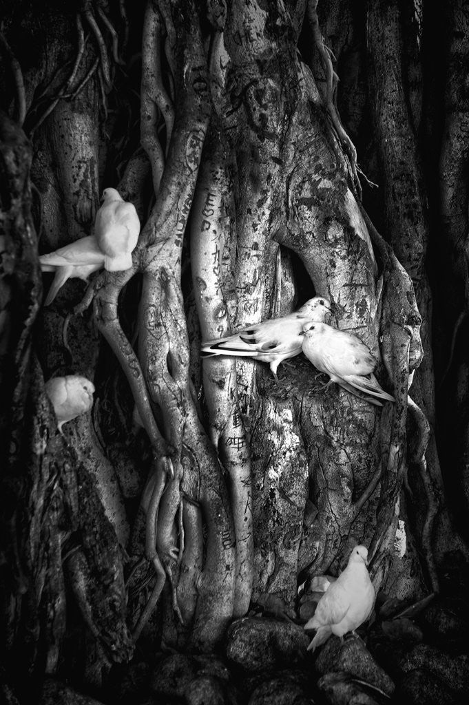 Detail of Love Birds in Banyan Tree, Hawaii by Dee Smart