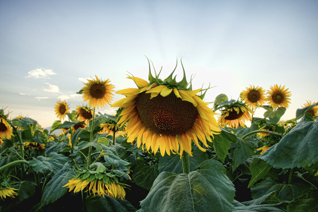 Detail of Sunflowers by Eugenia Kyriakopoulou