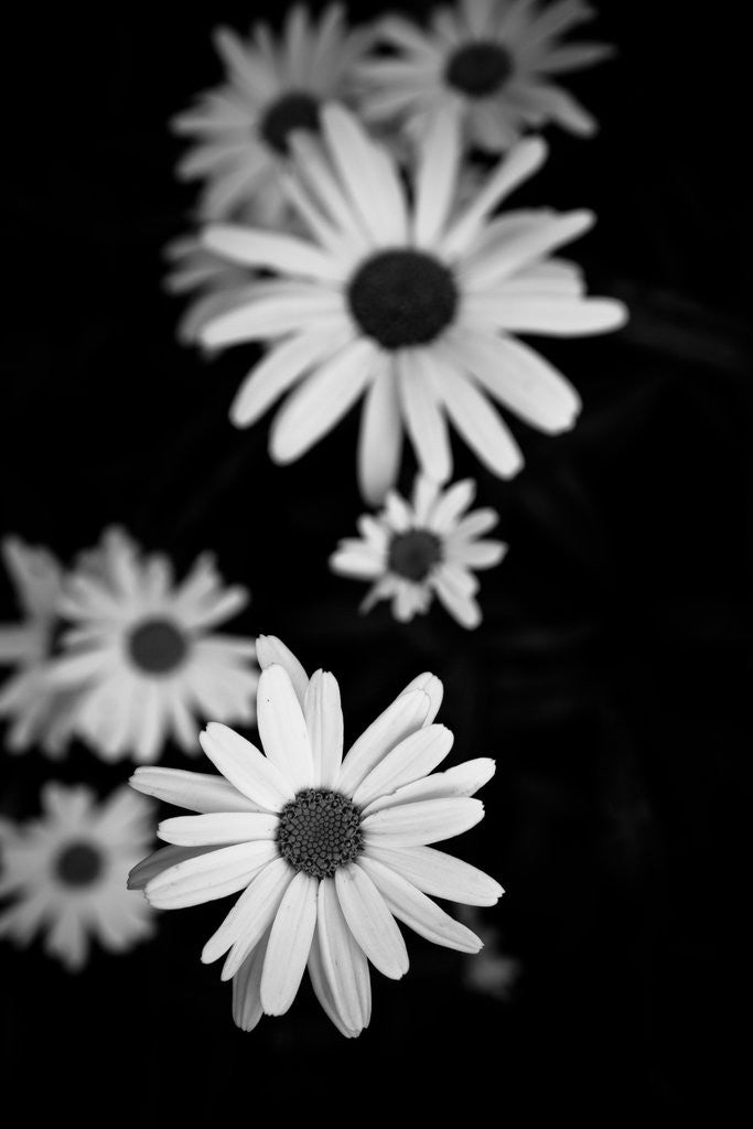 Detail of Flowers in black&white by Phil Payne