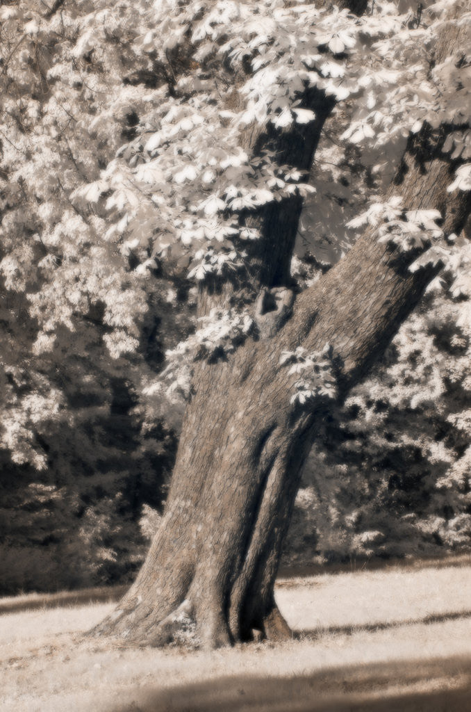 Detail of old tree by Wolfgang Simlinger