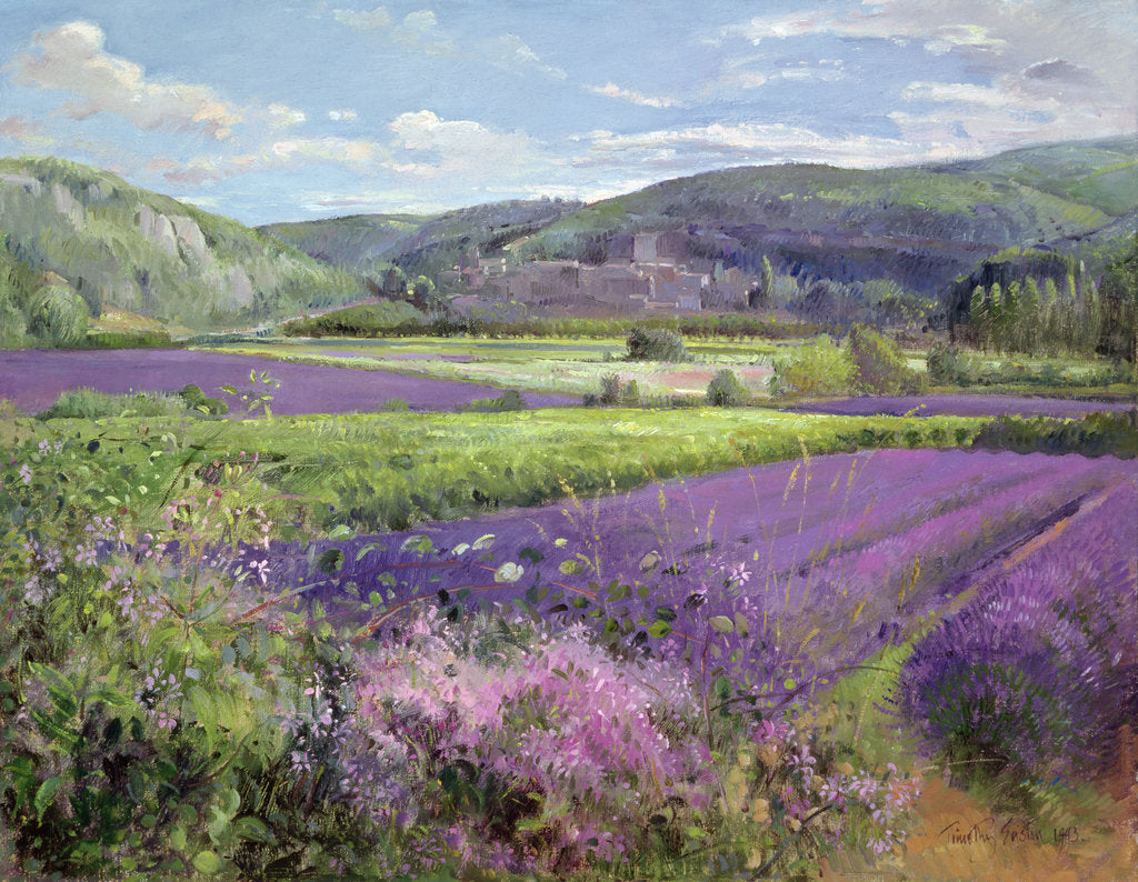 Detail of Lavender Fields in Old Provence by Timothy Easton