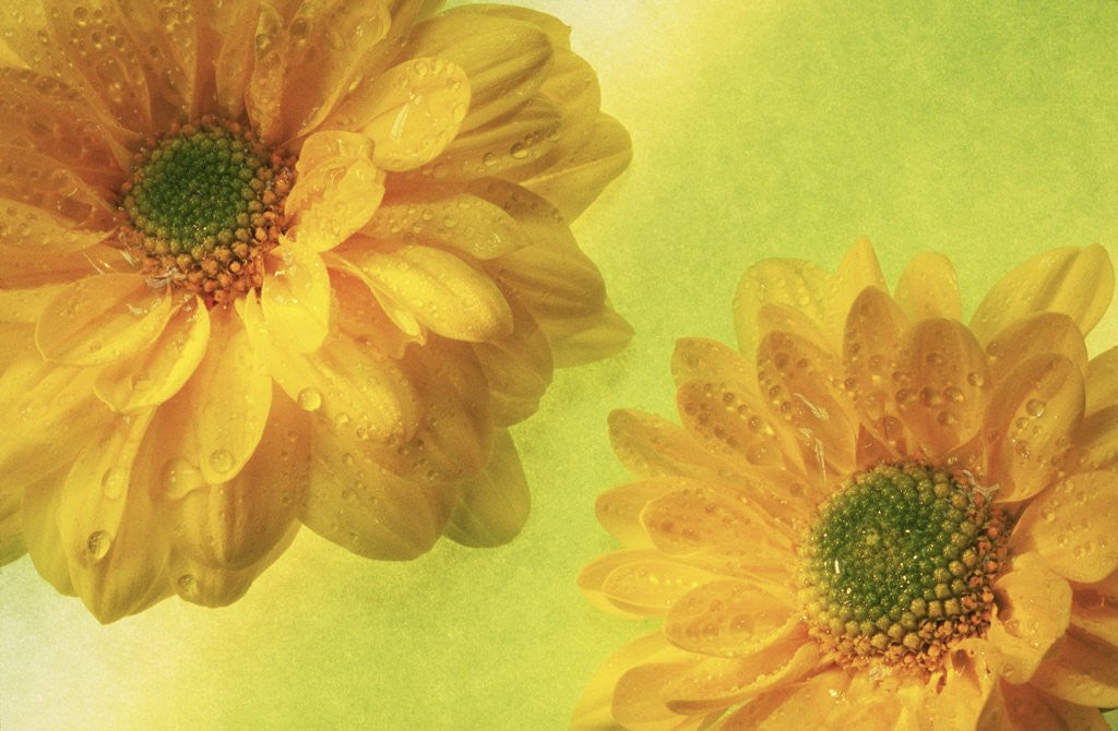 Detail of Two Yellow Chrysanthemums by Corbis