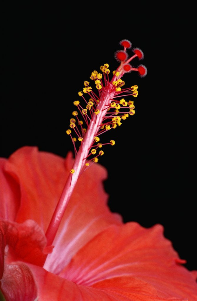 Detail of Stamen of Hibiscus rosa-sinensis Flower by Corbis