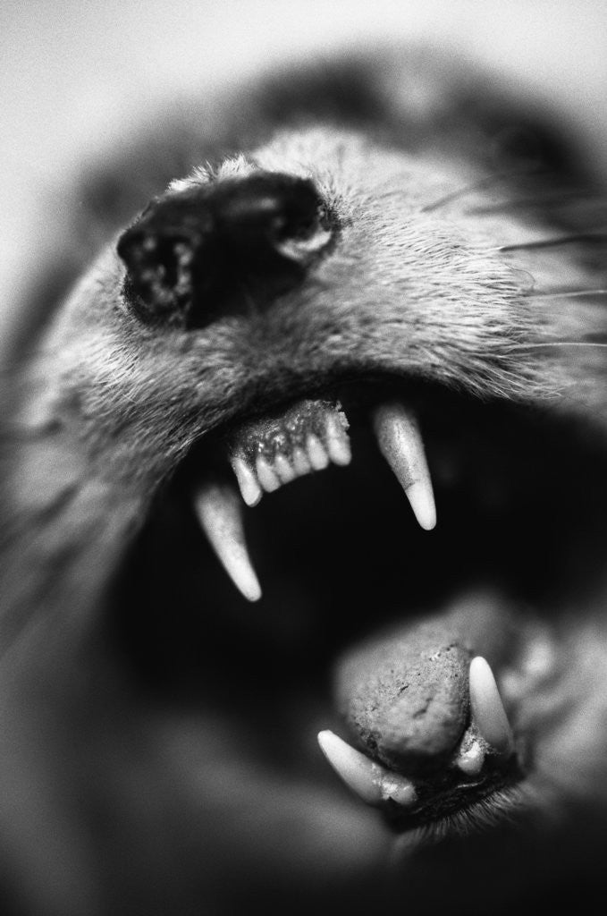 Detail of Snarling Dog by Corbis