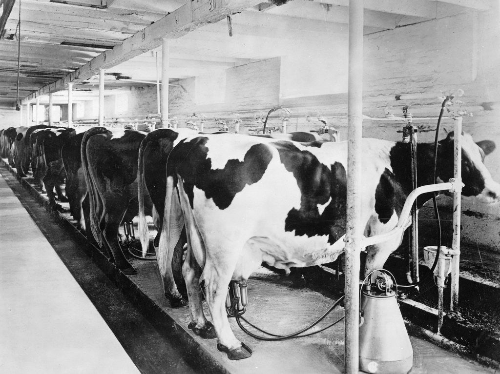 Detail of Cows Hooked up to Electric Milkers by Corbis