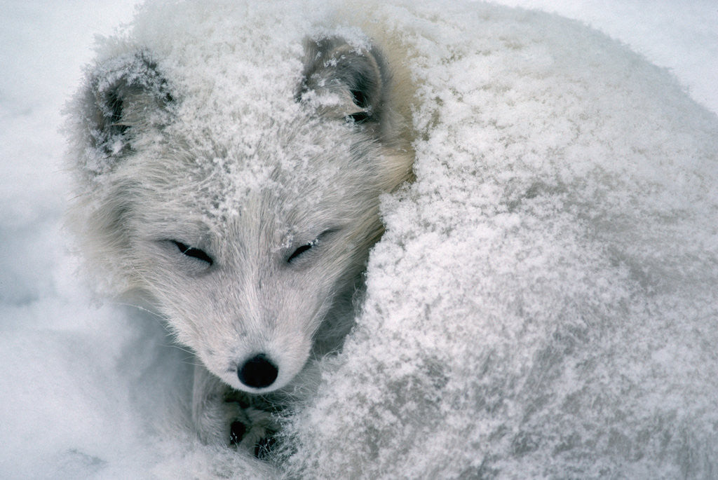 Detail of Arctic Fox Sleeping in Snow by Corbis