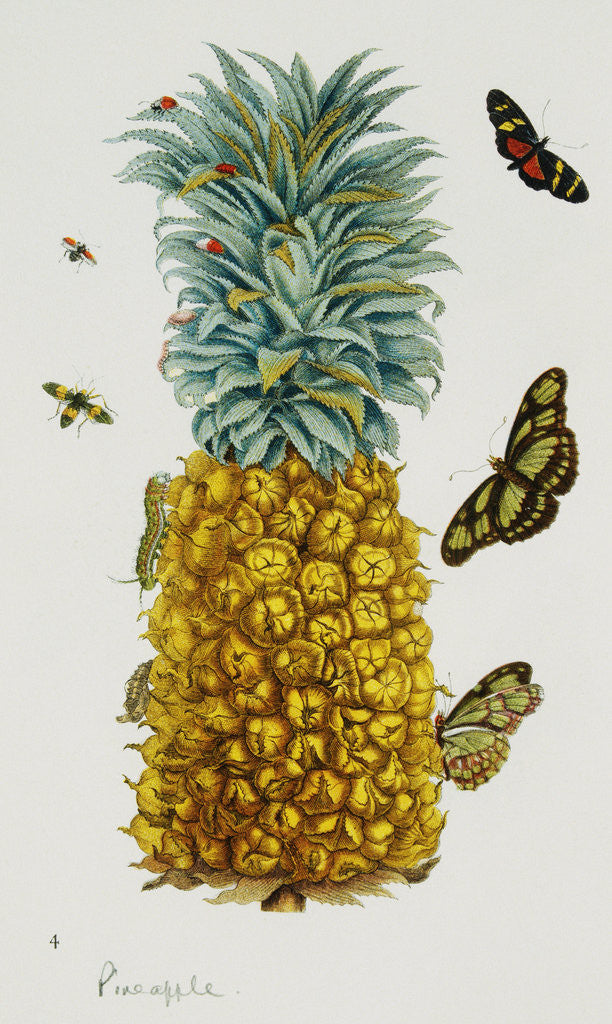 Detail of Pineapple Illustration from The Little Book of Wonders of the Tropics by Corbis