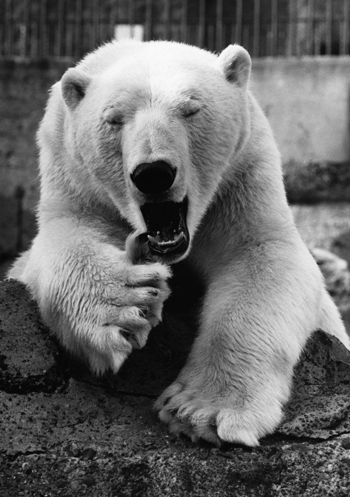 Detail of Yawning Polar Bear by Corbis