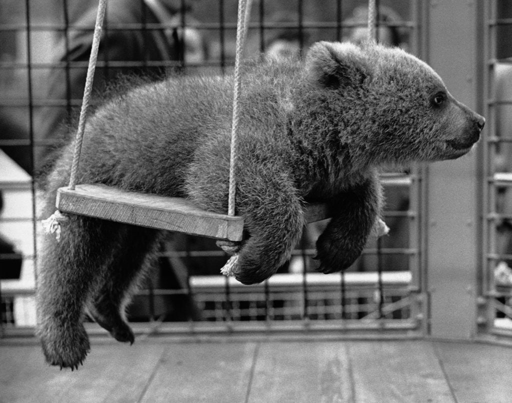 Detail of Princess Anne's Bear on His Swing by Corbis