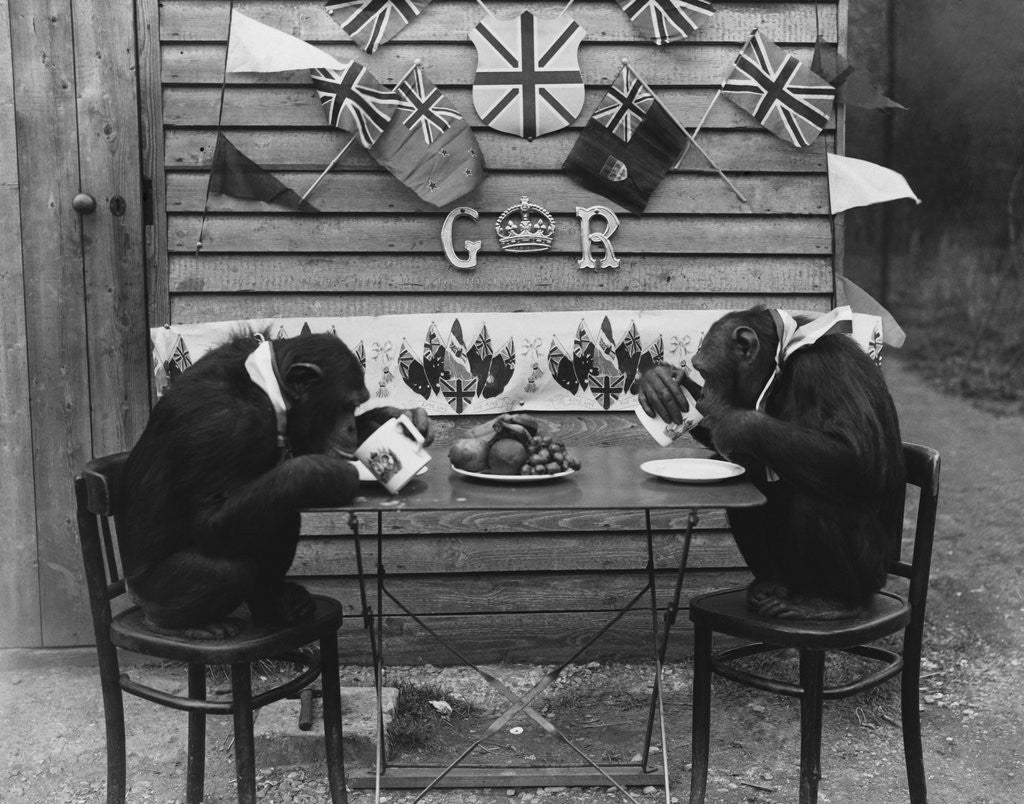 Detail of Chimps' Tea Party by Corbis