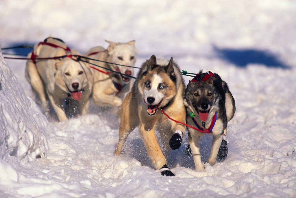 Detail of Sled Dog Team by Corbis