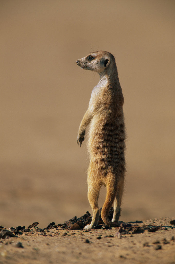 Detail of Meerkat Standing on Hind Legs by Corbis