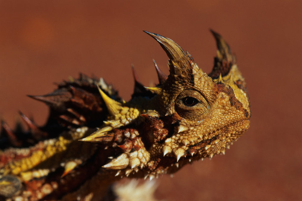 Detail of Head of a Thorny Devil by Corbis