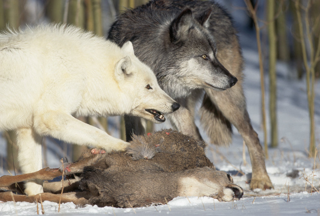 Detail of Pair of Gray Wolves Eating Mule Deer by Corbis