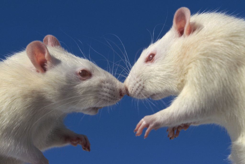 Detail of Aggressive Albino Rats Nose to Nose by Corbis