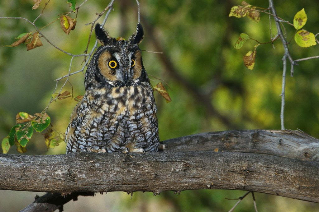 Detail of Long-Eared Owl Perched on Tree Branch by Corbis