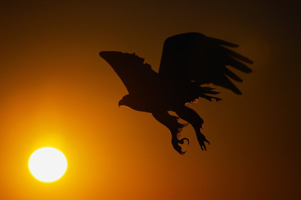 Detail of Golden Eagle Flying at Sunrise by Corbis