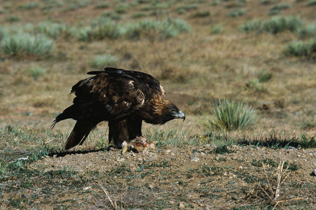 Detail of Golden Eagle with Prey by Corbis