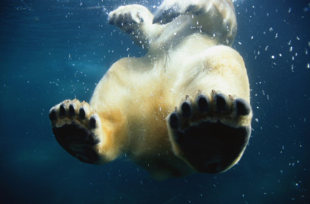 Detail of Paws of a Floating Polar Bear by Corbis