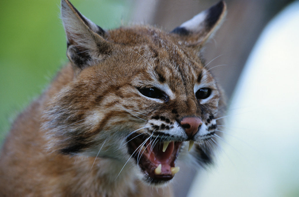 Detail of Bobcat Snarling by Corbis