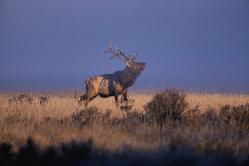 Detail of Bull Elk Calling by Corbis