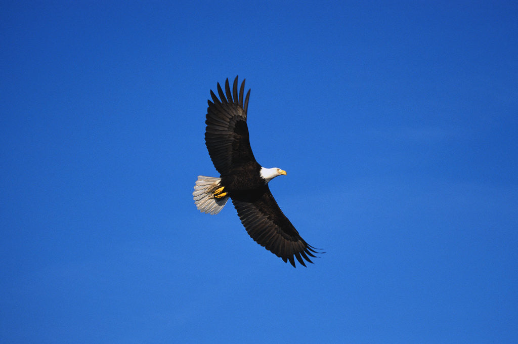 Detail of Bald Eagle Flying by Corbis