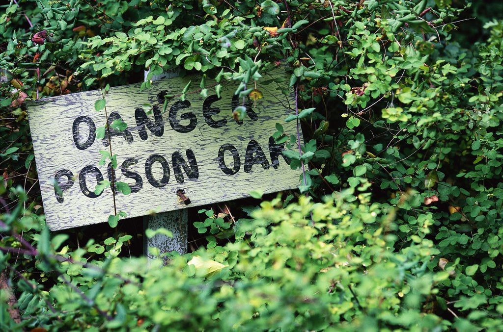 Detail of Poison Oak Warning Sign by Corbis