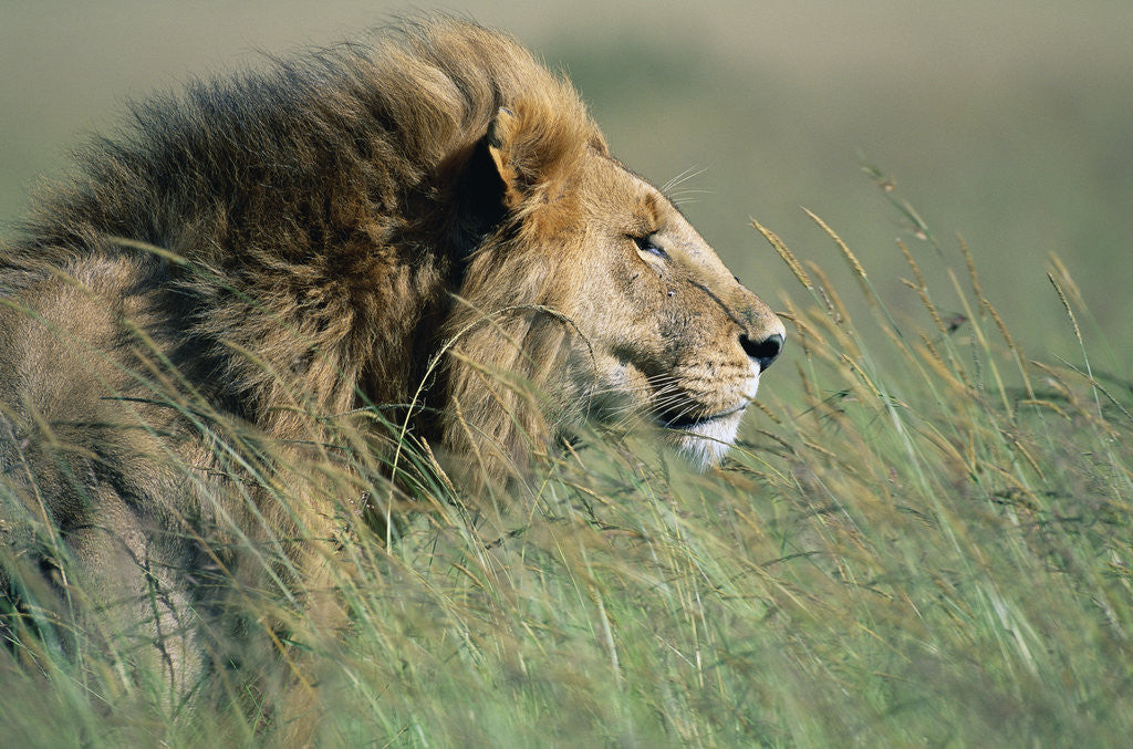 Detail of Male Lion Resting in Grass by Corbis