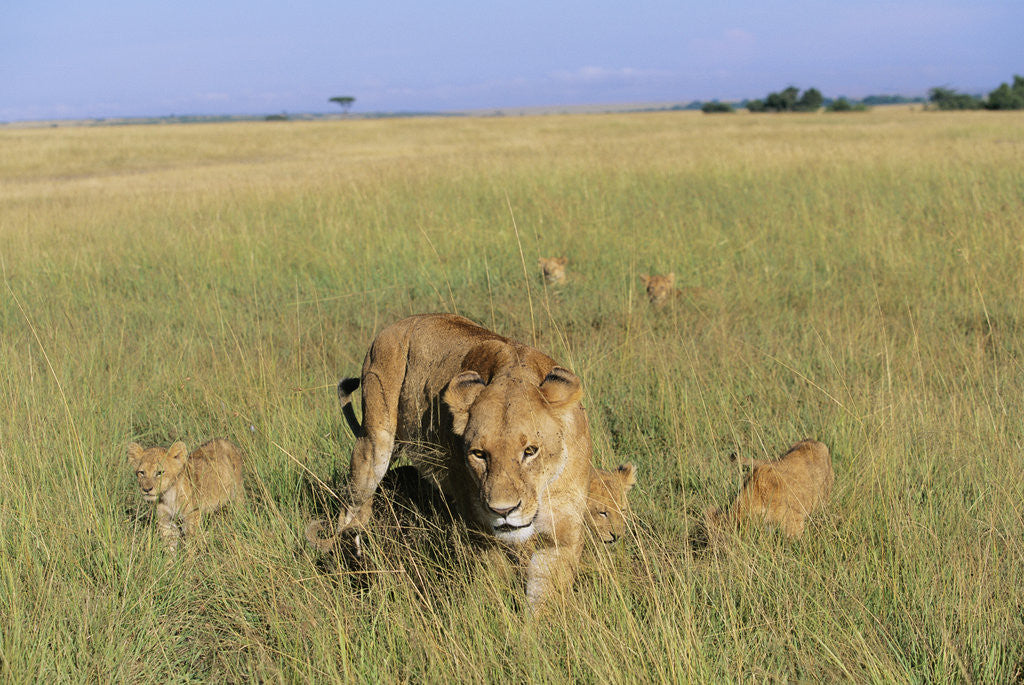 Detail of Lioness and Cubs in Tall Grass by Corbis