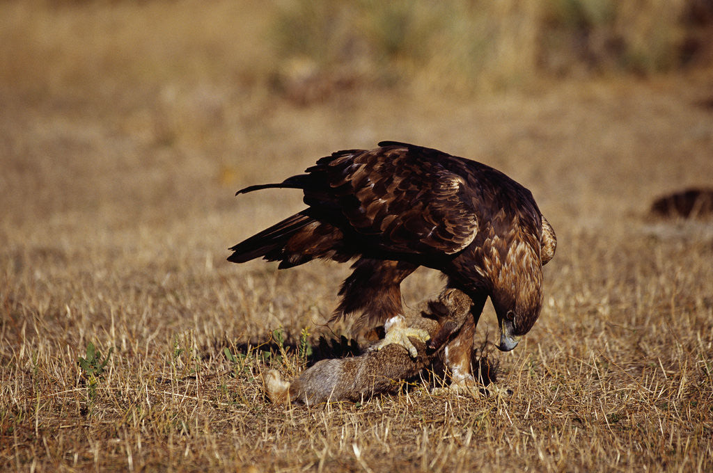 Detail of Golden Eagle Holding a Cottontail Rabbit by Corbis