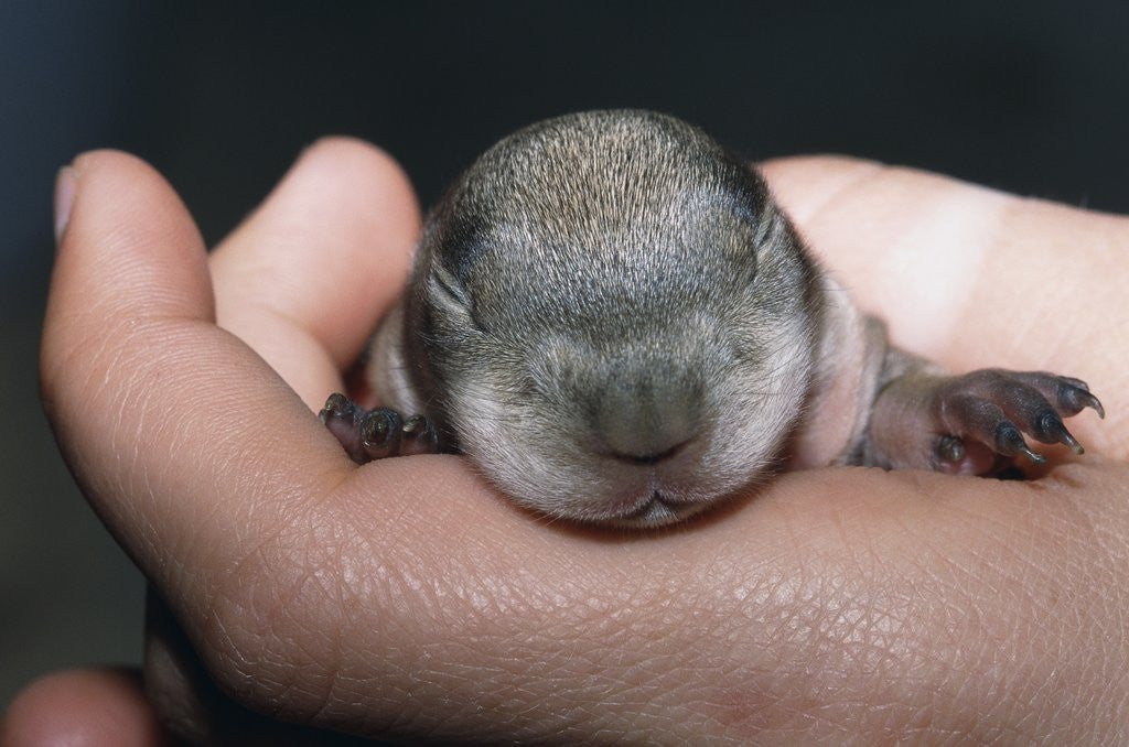 Detail of Hands Holding Prairie Dog Pup by Corbis